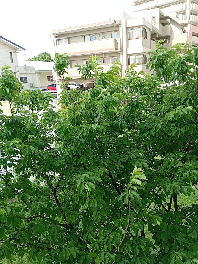 ベランダからの風景1