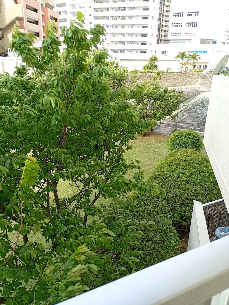 沖縄庭の風景1