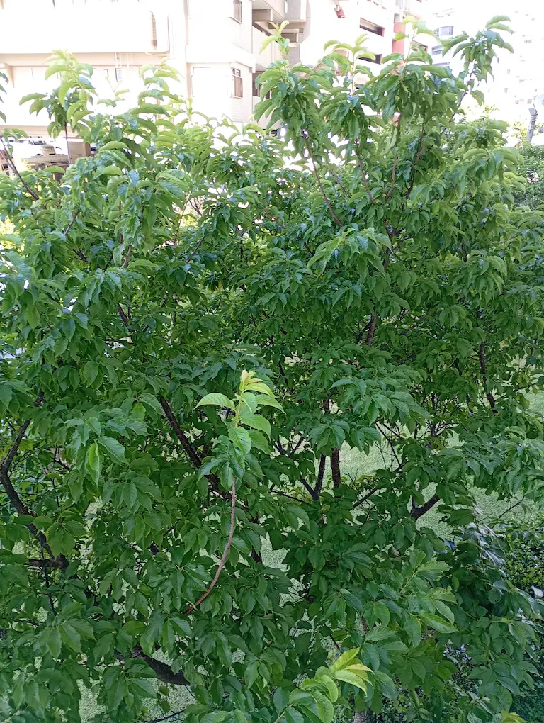 沖縄の新緑の庭1