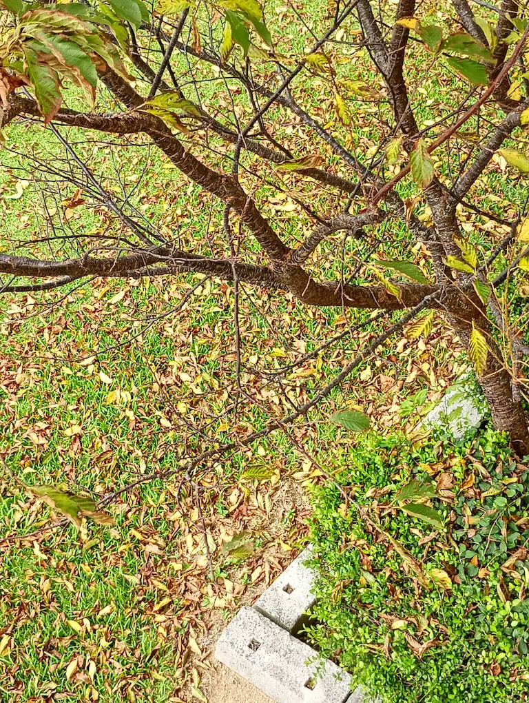 枯れた桜1